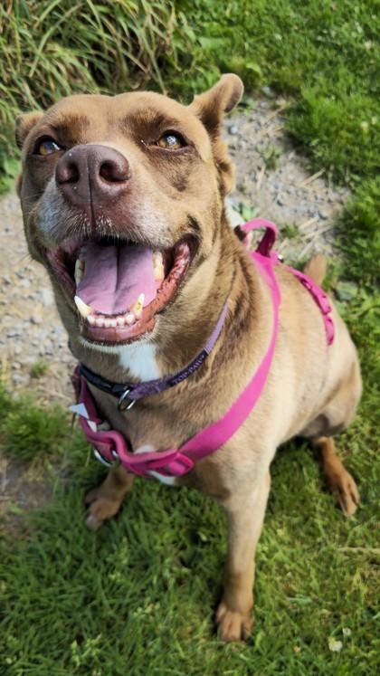 Enlarge Whiskey, an adoptable mixed breed in Ithaca, NY image 2/6