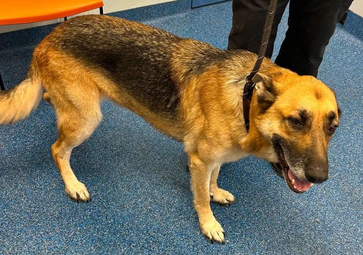 Enlarge Courage Sweet and Gentle Shepherd Boy, a Adopted German Shepherd Dog in Richmond, VA image 1/1