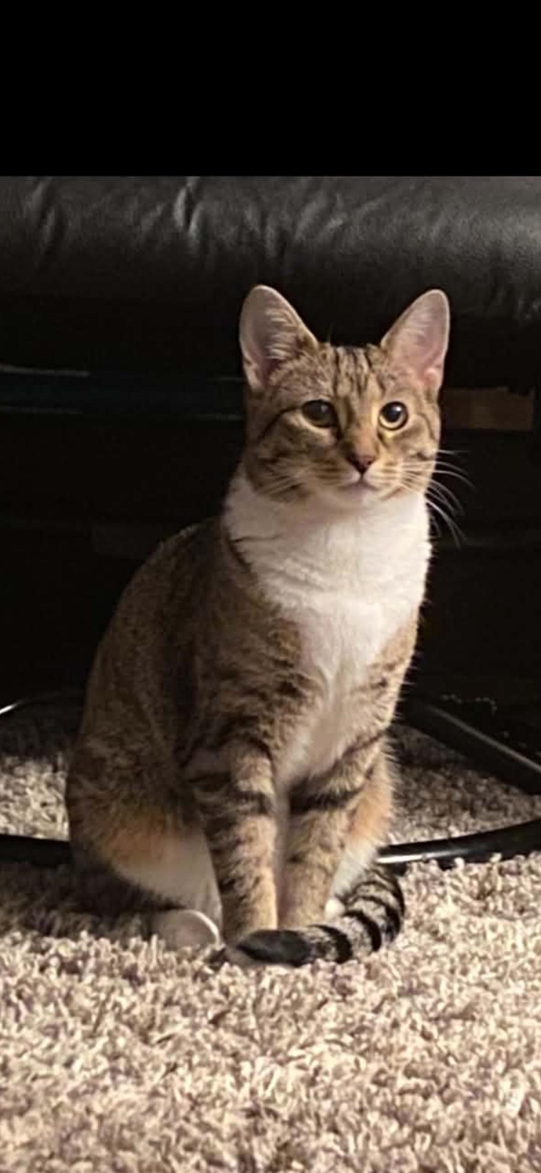 Enlarge Nala n Simba, a Adoptable Domestic Short Hair in Delmont, PA image 4/4