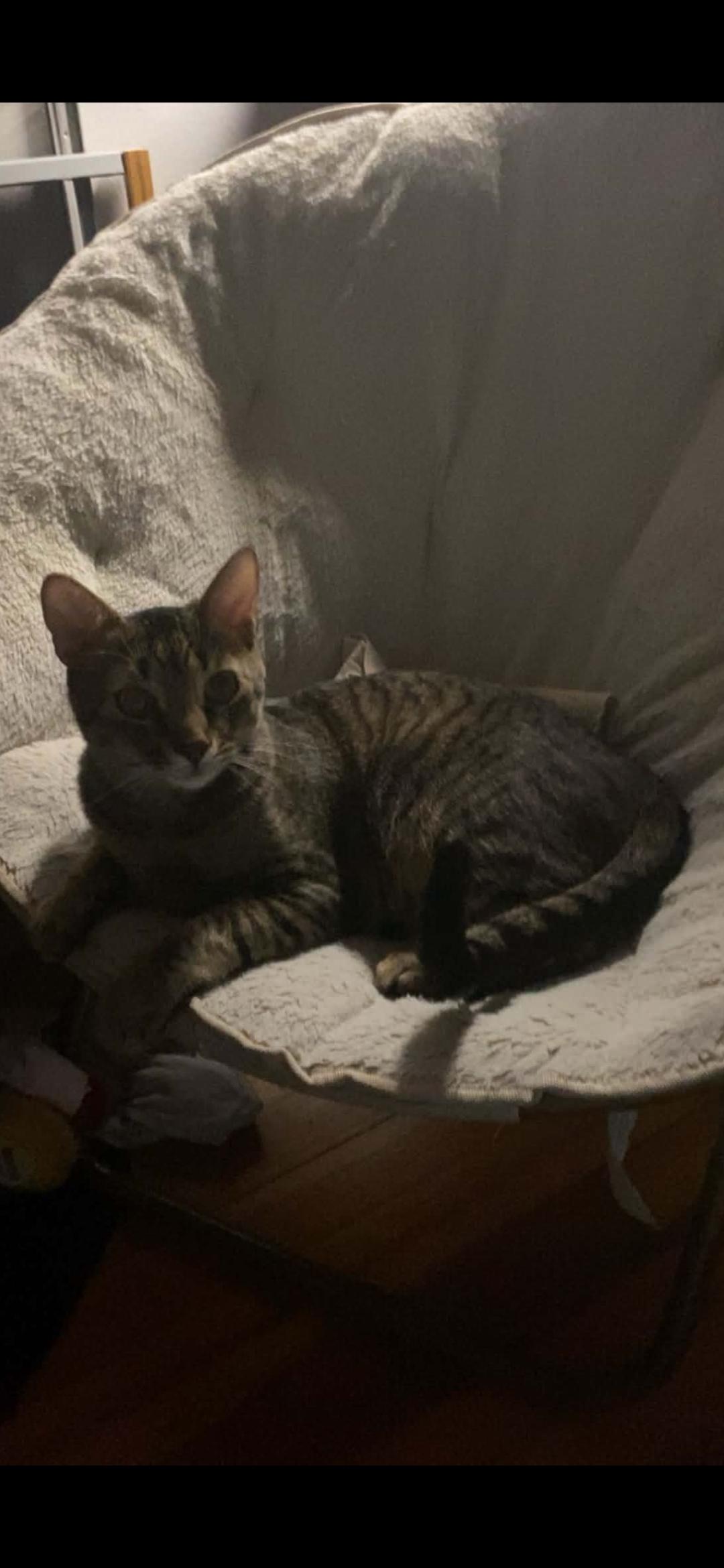 Enlarge Nala n Simba, a Adoptable Domestic Short Hair in Delmont, PA image 3/4