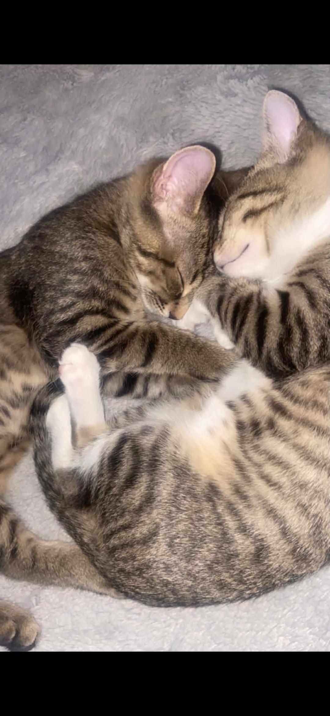 Enlarge Nala n Simba, a Adoptable Domestic Short Hair in Delmont, PA image 2/4