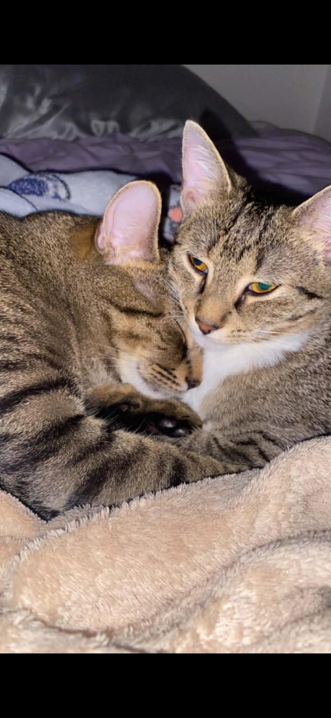 Nala n Simba, Adoptable, Adult Male Domestic Short Hair.