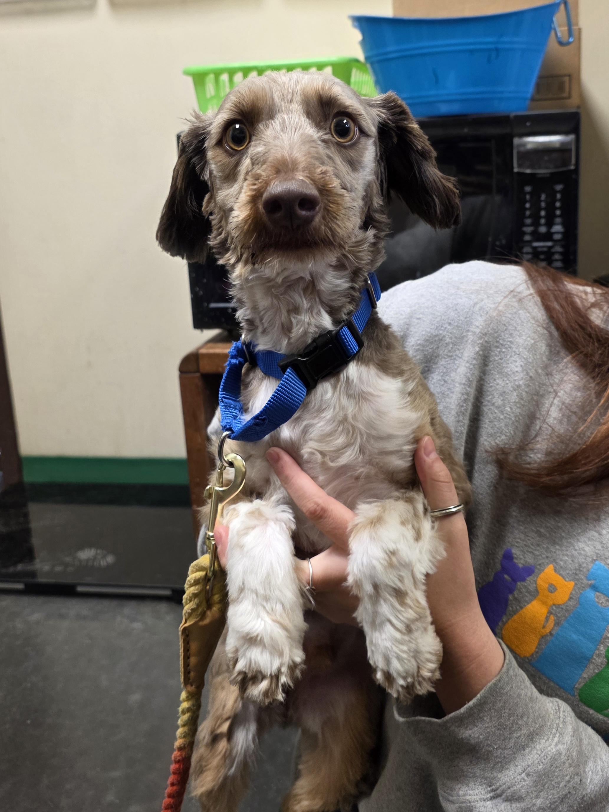 Enlarge Eddie, an adopted mixed breed in Springfield, MO image 1/1
