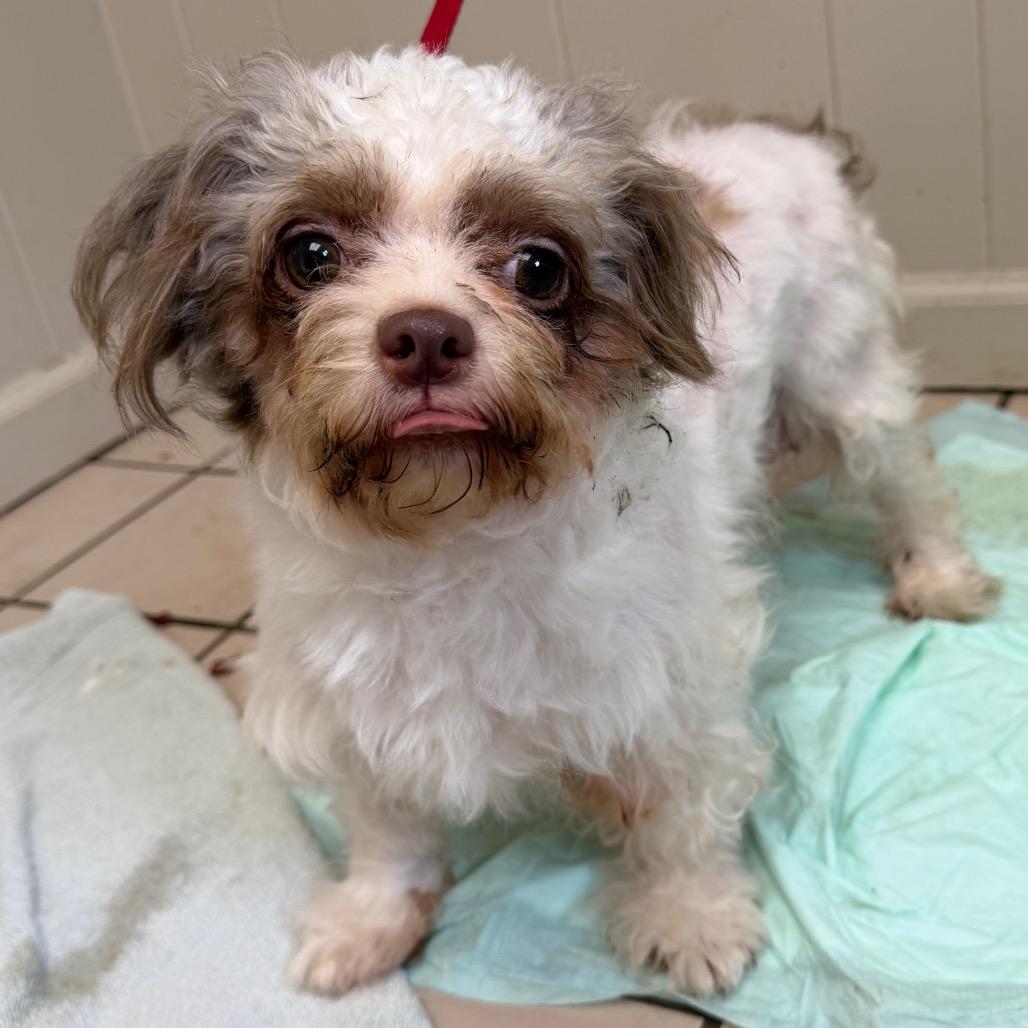 Chloe — thumbnail 2