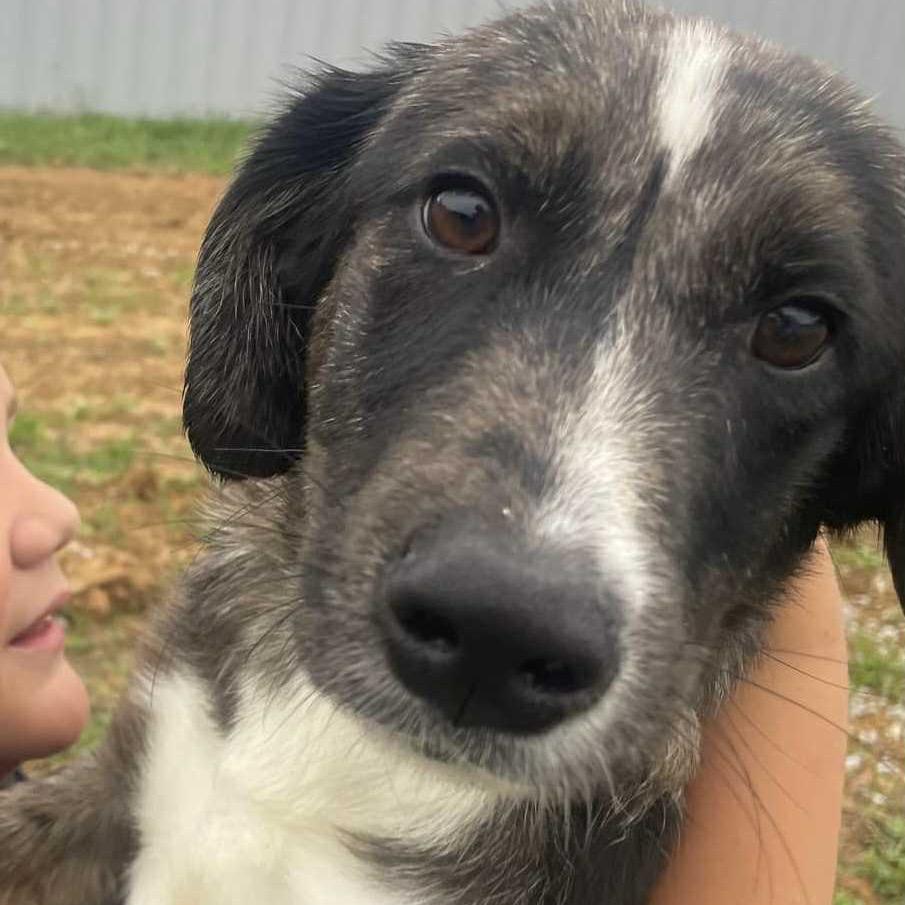 Enlarge Buttercup, a Adoptable Mixed Breed in Kokomo, IN image 1/6