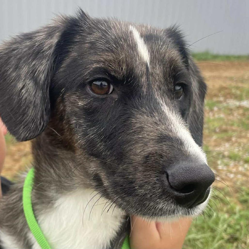 Enlarge Buttercup, a Adoptable Mixed Breed in Kokomo, IN image 2/6