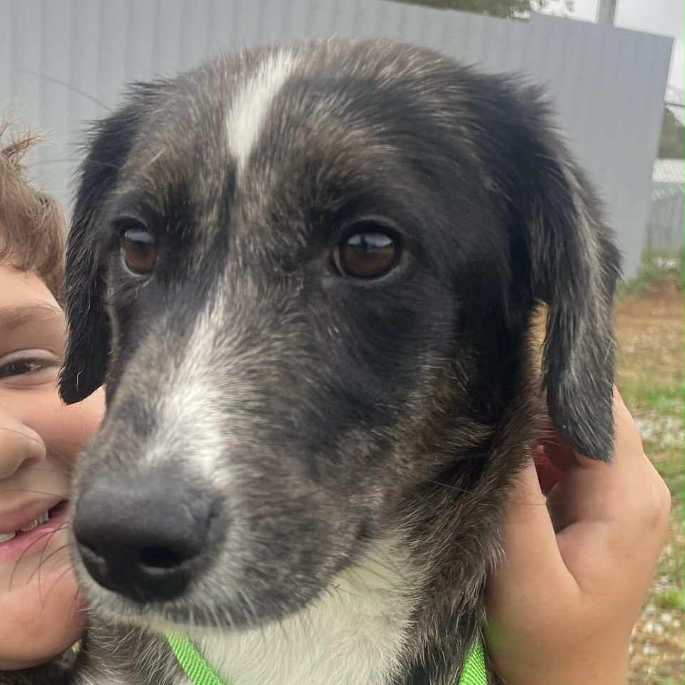 Enlarge Buttercup, a Adoptable Mixed Breed in Kokomo, IN image 3/6