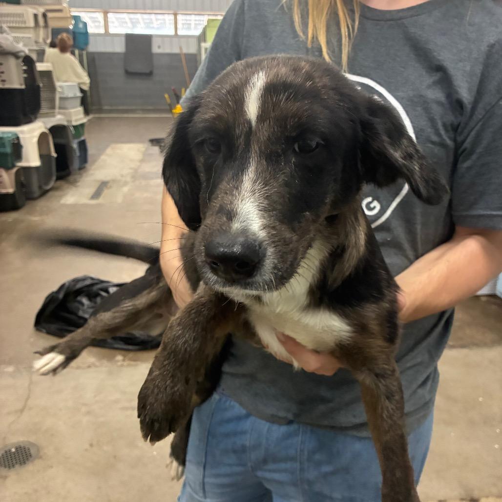 Enlarge Buttercup, a Adoptable Mixed Breed in Kokomo, IN image 4/6
