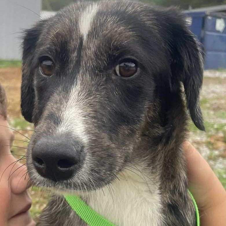 Enlarge Buttercup, a Adoptable Mixed Breed in Kokomo, IN image 5/6