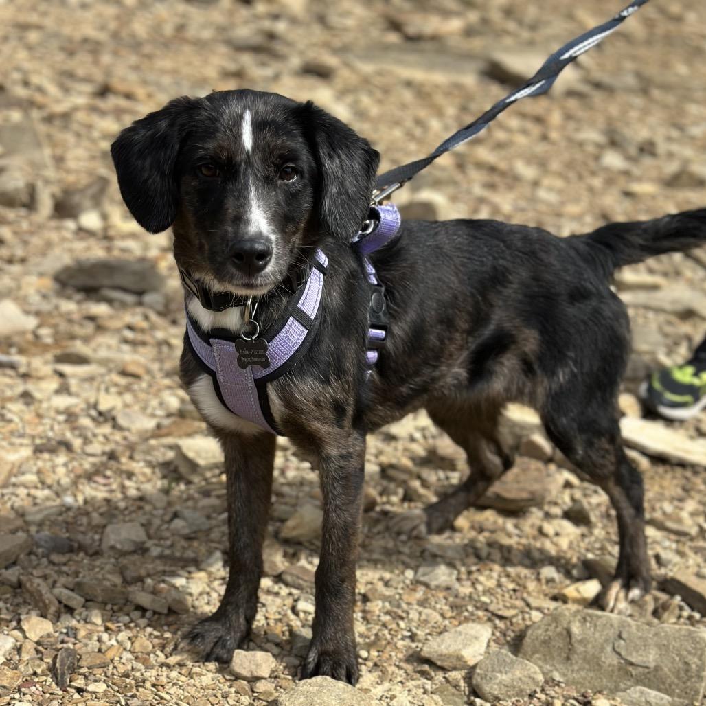Enlarge Buttercup, a Adoptable Mixed Breed in Kokomo, IN image 6/6