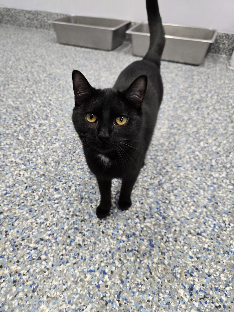 Fruitcakes2025285, Adoptable, Young Female Domestic Short Hair.