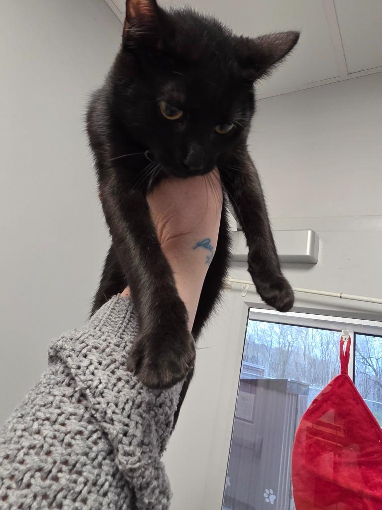 Enlarge Fruitcakes2025285, a Adoptable mixed breed in Angola, IN image 2/2