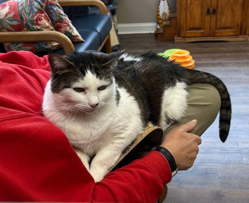 Enlarge Cookee, a Adopted Domestic Short Hair in Gettysburg, PA image 1/3