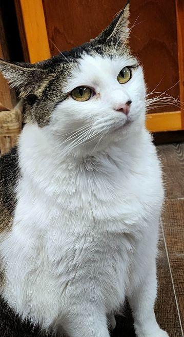 Enlarge Cookee, a Adopted Domestic Short Hair in Gettysburg, PA image 3/3