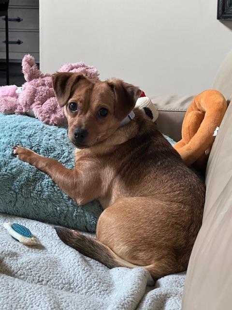 Enlarge Sally, a ADOPTABLE Chihuahua in Lexington, KY image 2/5