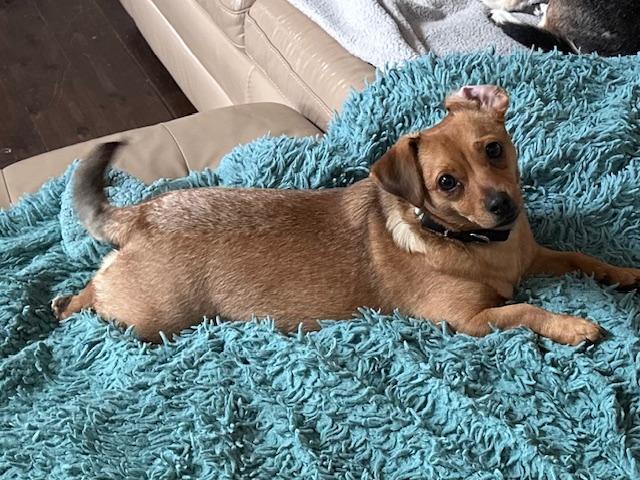 Enlarge Sally, a ADOPTABLE Chihuahua in Lexington, KY image 4/5