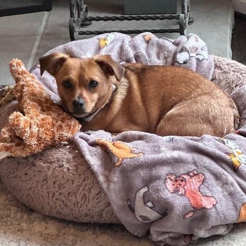 Enlarge Sally, a ADOPTABLE Chihuahua in Lexington, KY image 5/5