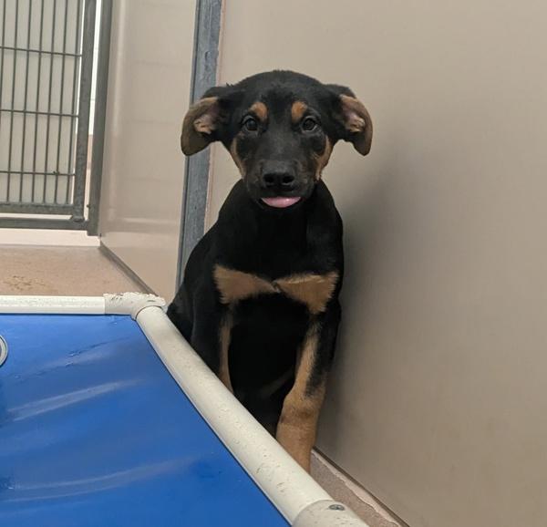 Enlarge Camero, a Adoptable mixed breed in Santa Rosa, CA image 1/1