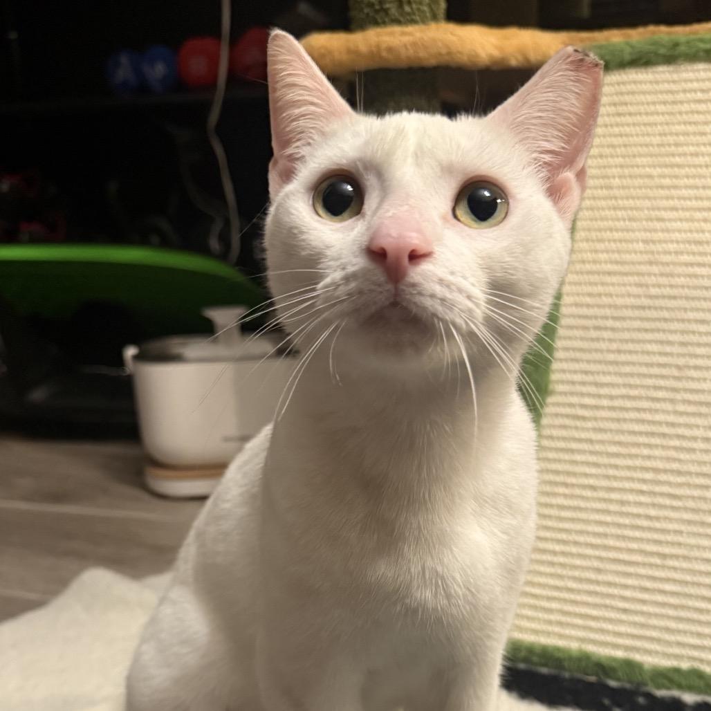 Enlarge Celeste, a Adoptable Domestic Short Hair in Juno Beach, FL image 1/1