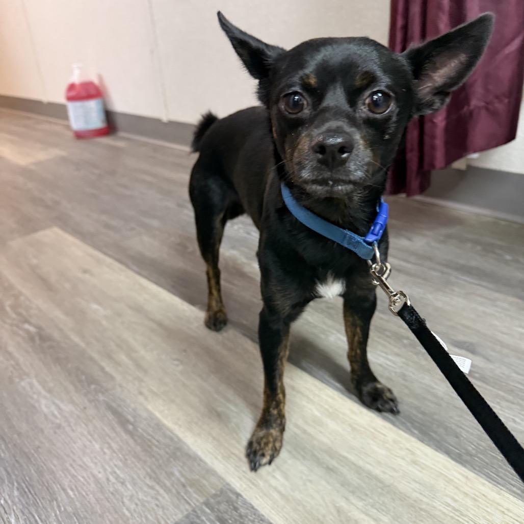 Enlarge Colonel Mustard, a Adoptable mixed breed in Pensacola, FL image 1/1