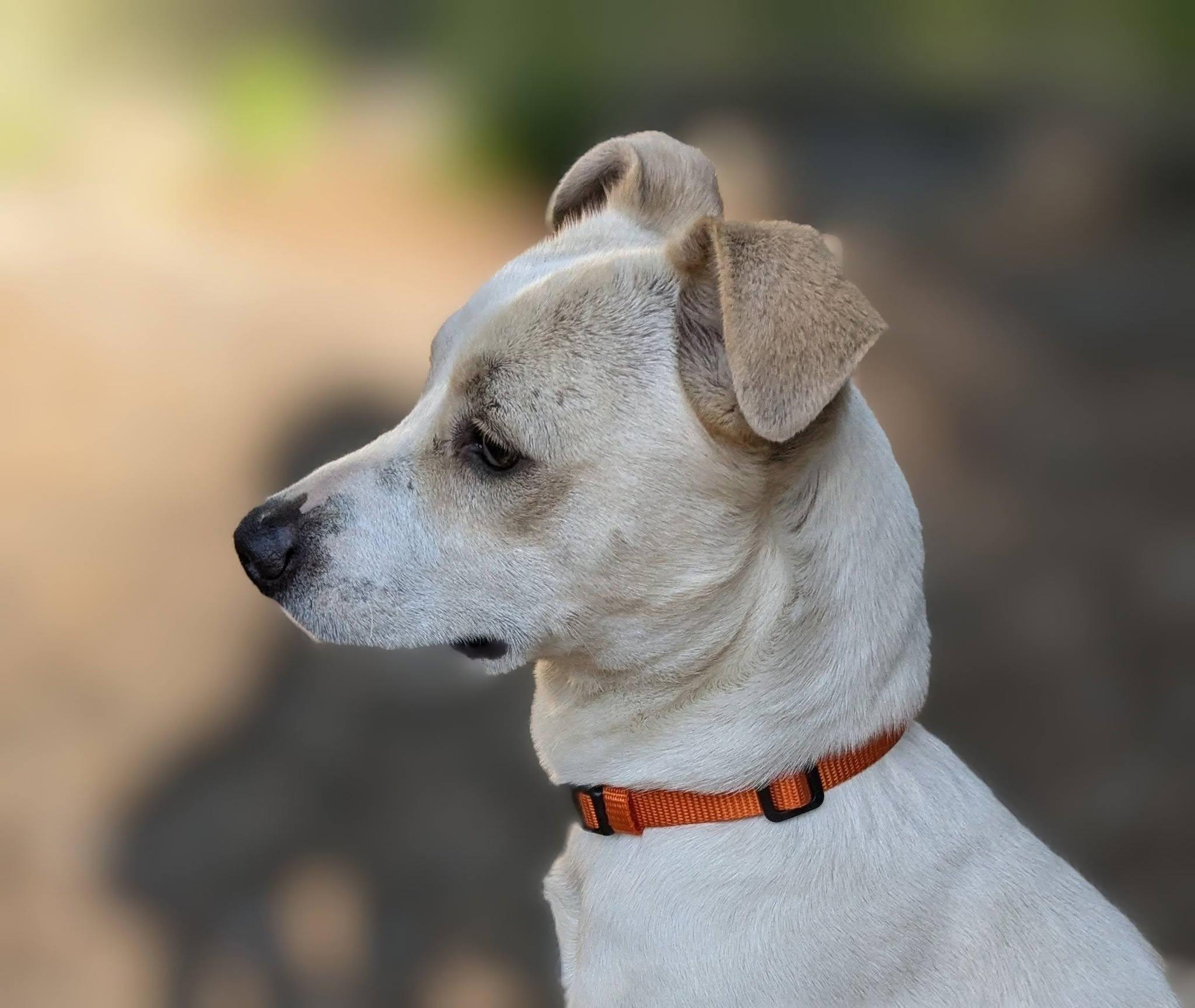 Oso, a ADOPTABLE mixed breed in Greenville, SC image 6/6
