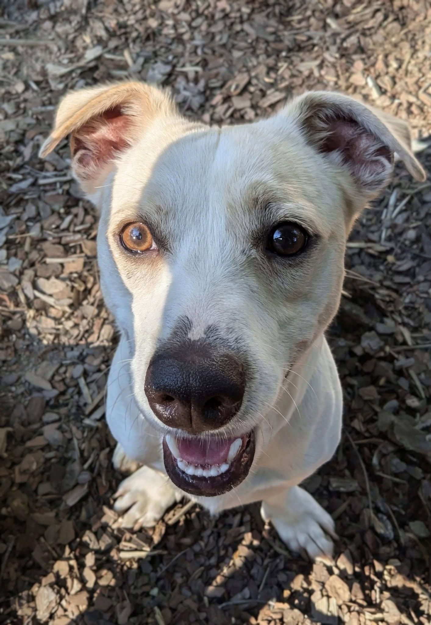Oso, ADOPTABLE, Young Male Beagle & Chihuahua.