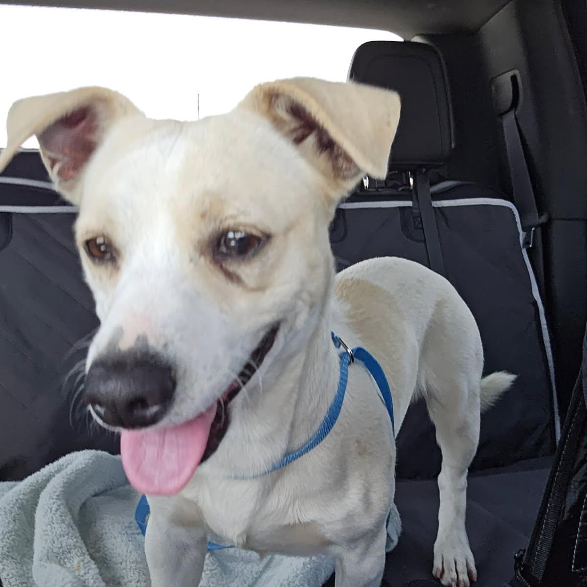 Oso, a ADOPTABLE mixed breed in Greenville, SC image 4/6