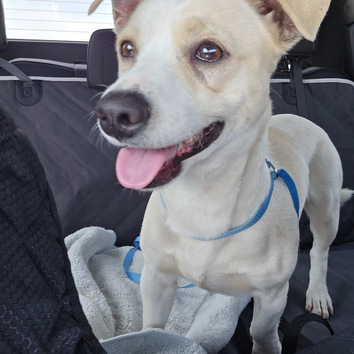 Oso, a ADOPTABLE mixed breed in Greenville, SC image 2/6