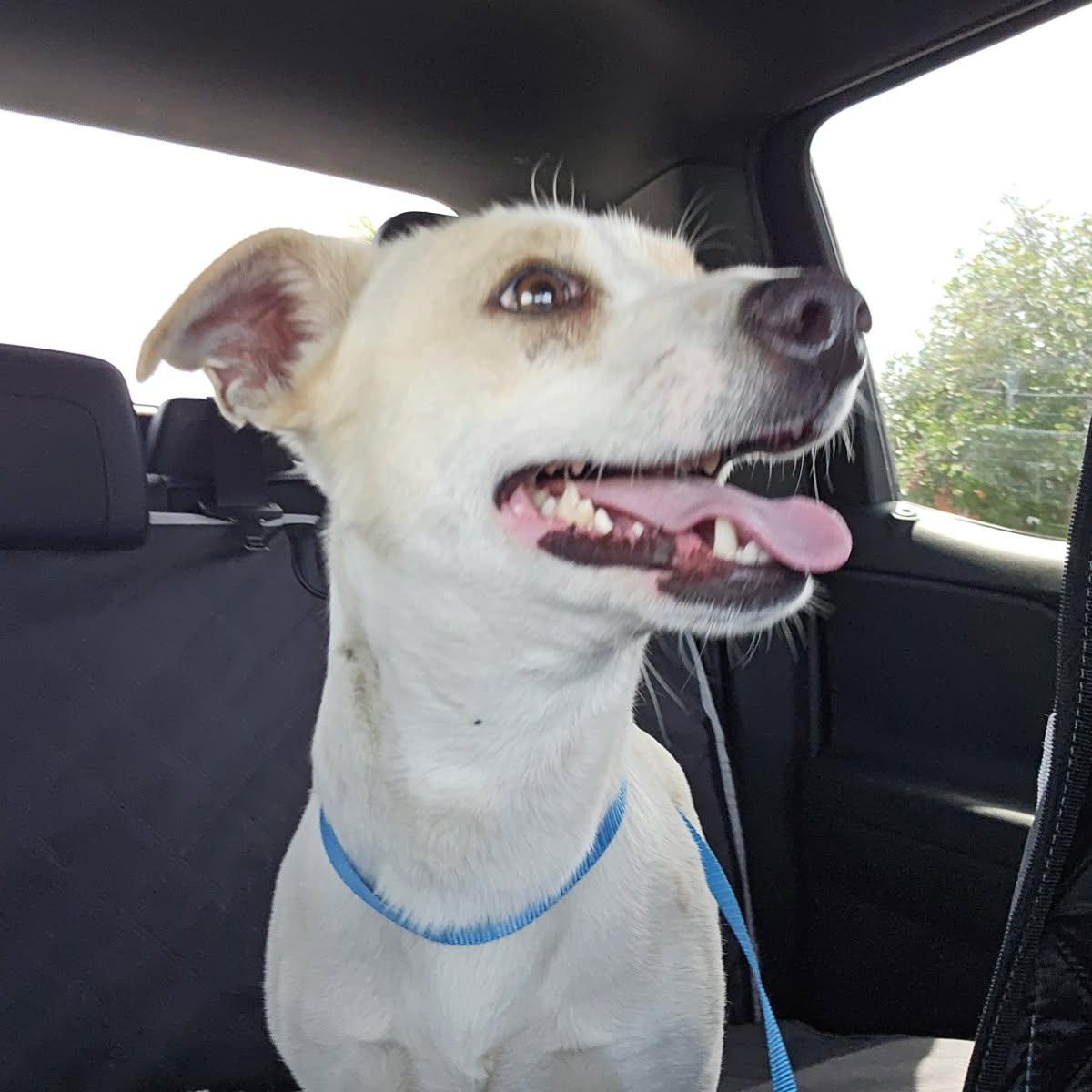 Oso, a ADOPTABLE mixed breed in Greenville, SC image 3/6