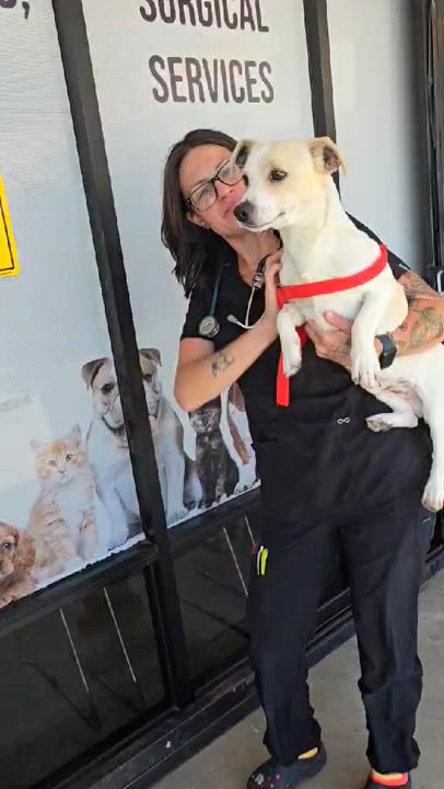 Enlarge Oso, a ADOPTABLE mixed breed in Greenville, SC video 5/6