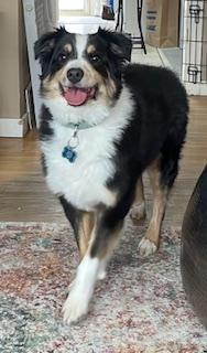 Enlarge Kai, a ADOPTABLE mixed breed in Warrenville, IL image 1/6