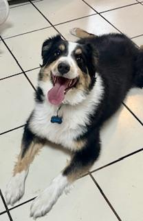 Enlarge Kai, a ADOPTABLE mixed breed in Warrenville, IL image 3/6