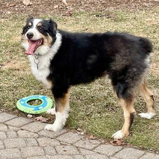 Enlarge Kai, a ADOPTABLE mixed breed in Warrenville, IL image 4/6