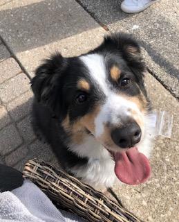 Enlarge Kai, a ADOPTABLE mixed breed in Warrenville, IL image 2/6