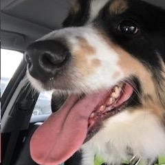 Enlarge Kai, a ADOPTABLE mixed breed in Warrenville, IL image 6/6