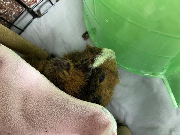 Pheobe - Trio To Maverick And Heidi, Adoptable, Adult Female Guinea Pig.