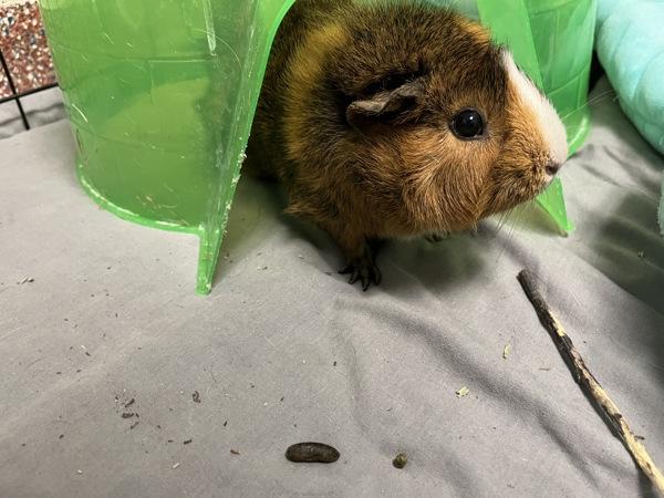 Enlarge Pheobe - Trio To Maverick And Heidi, a Adoptable mixed breed in Stratham, NH image 2/2