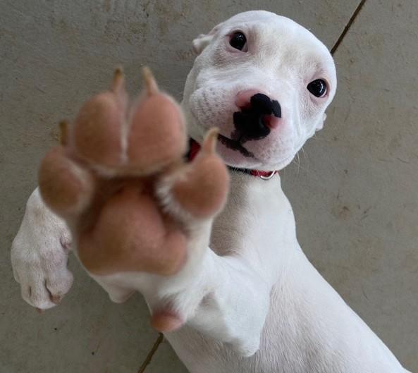 Enlarge Ace, a Adopted Mixed Breed in Williston, FL image 2/5