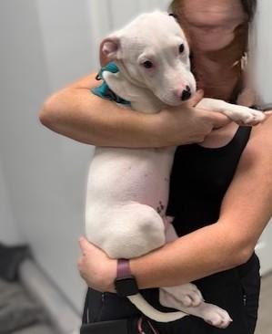 Enlarge Ace, a Adopted Mixed Breed in Williston, FL image 4/5