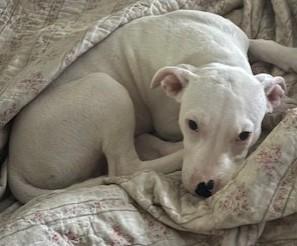 Ace, Adopted, Young Male Mixed Breed.