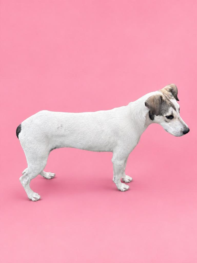 Enlarge Baby Girl Gates, a Adopted mixed breed in Wauchula, FL image 1/1