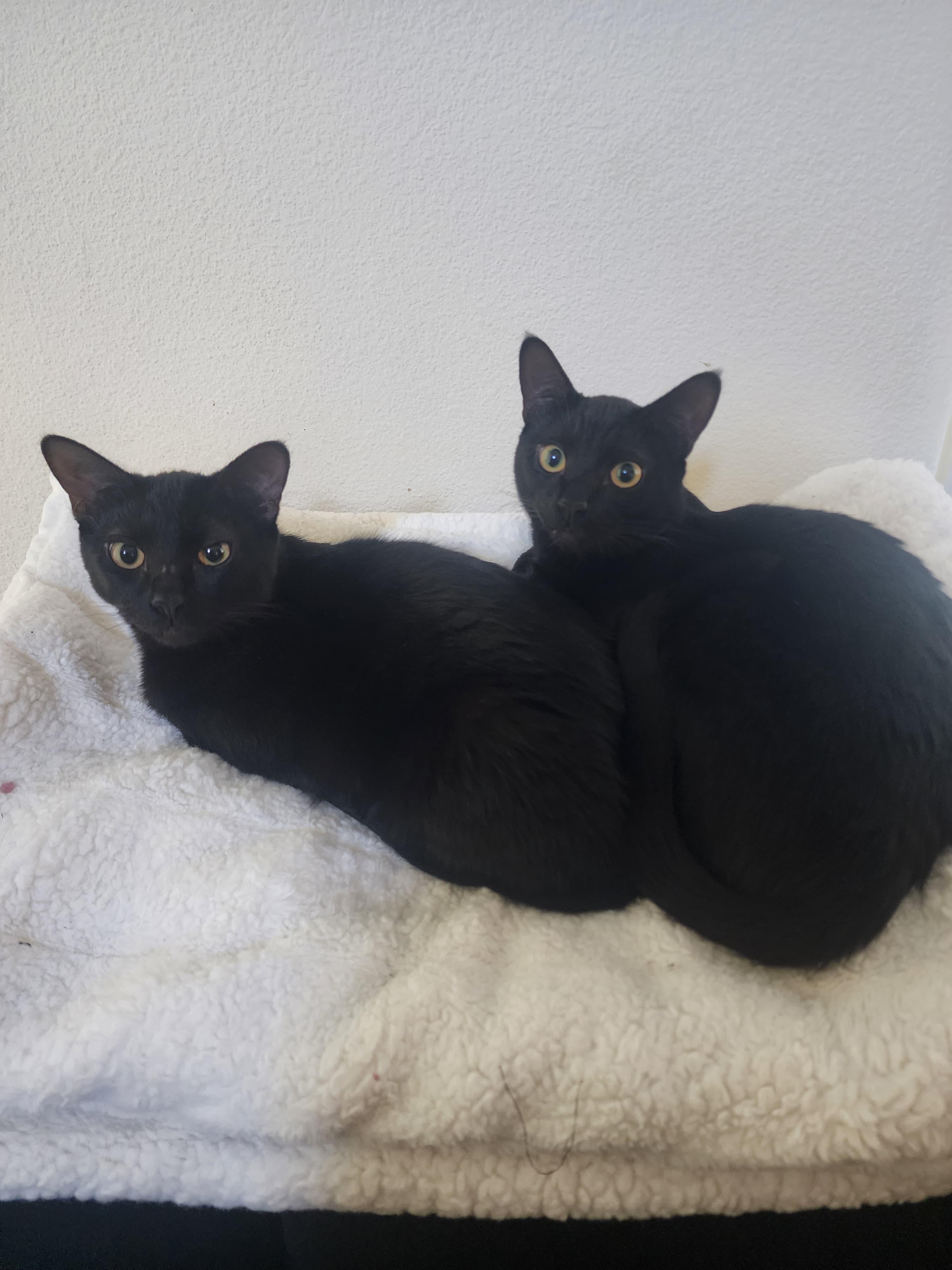 Smorsey and Bitty Bean, a Adoptable Bombay in San Juan Capistrano, CA image 2/5