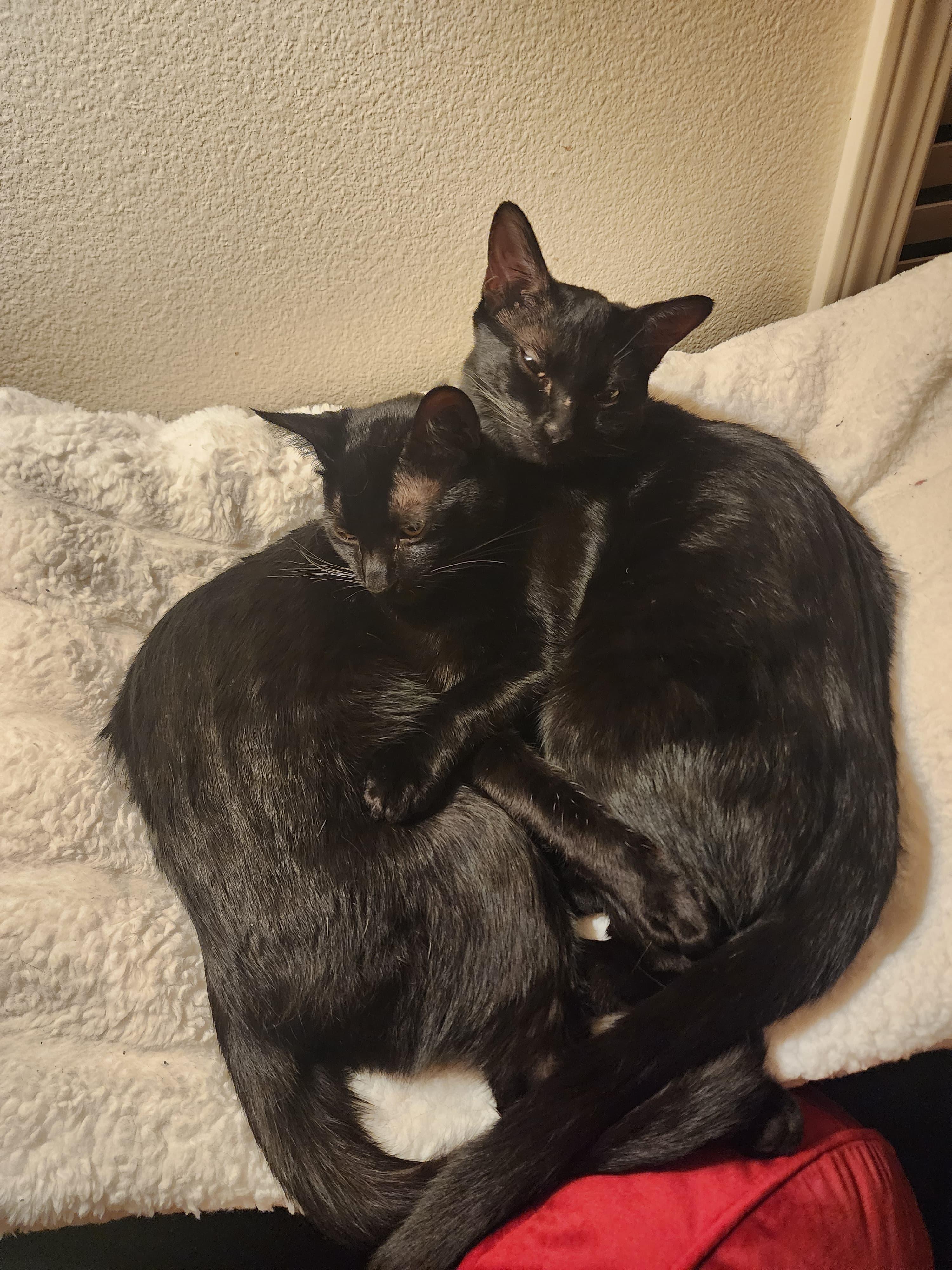 Smorsey and Bitty Bean, Adoptable, Young Male Bombay.