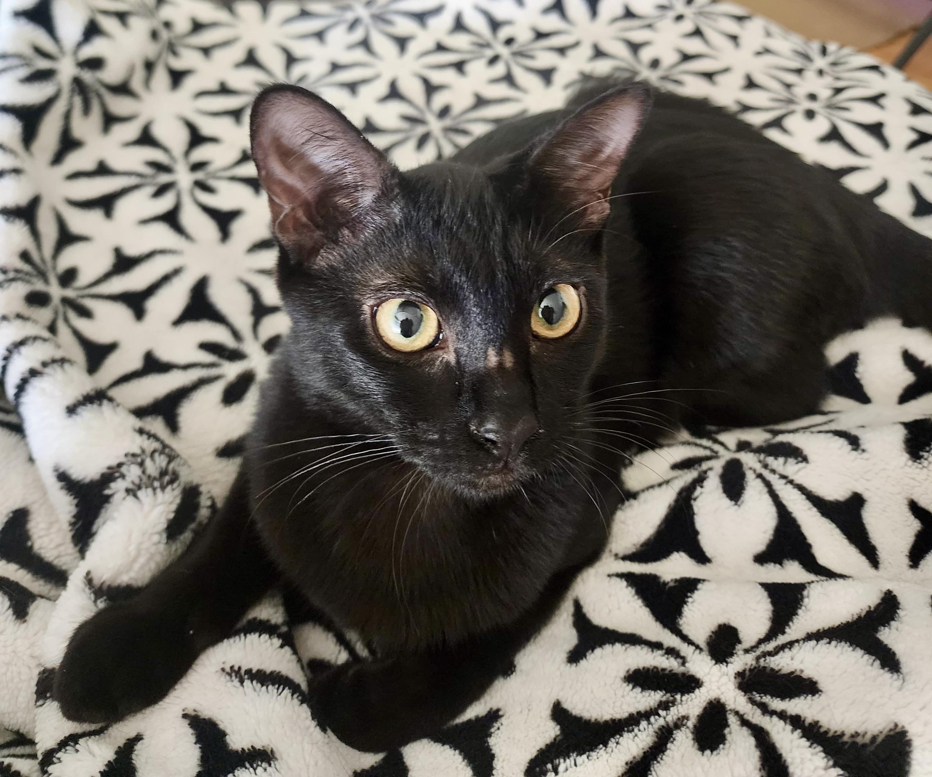 Smorsey and Bitty Bean, a Adoptable Bombay in San Juan Capistrano, CA image 3/5