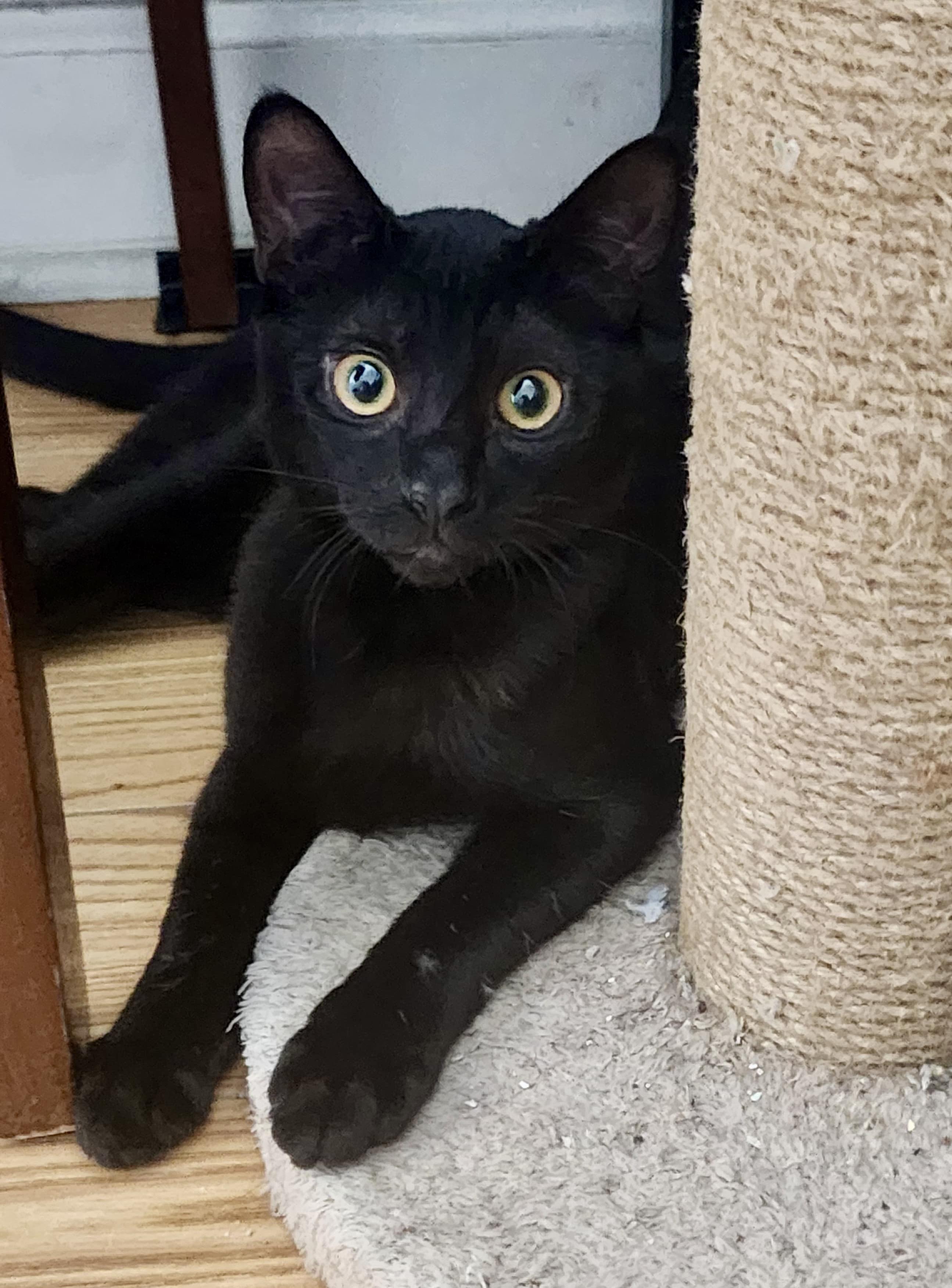 Smorsey and Bitty Bean, a Adoptable Bombay in San Juan Capistrano, CA image 4/5