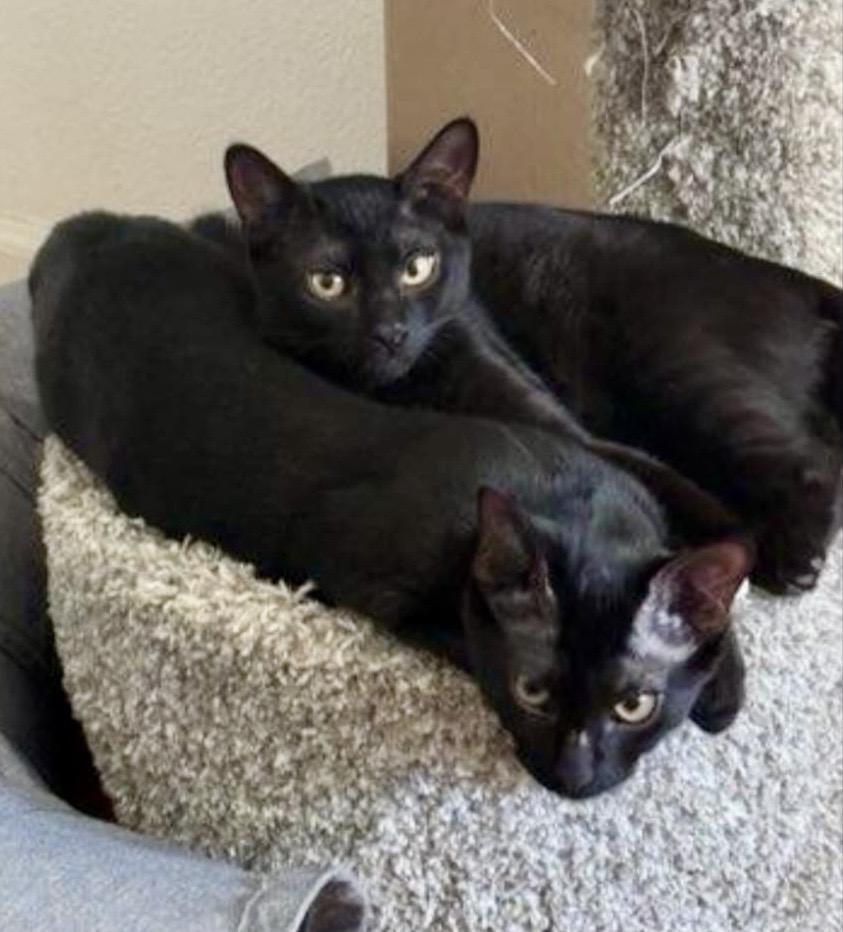 Smorsey and Bitty Bean, a Adoptable Bombay in San Juan Capistrano, CA image 5/5