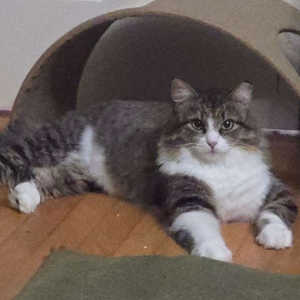 Cupcake, Adoptable, Adult Female Domestic Long Hair.