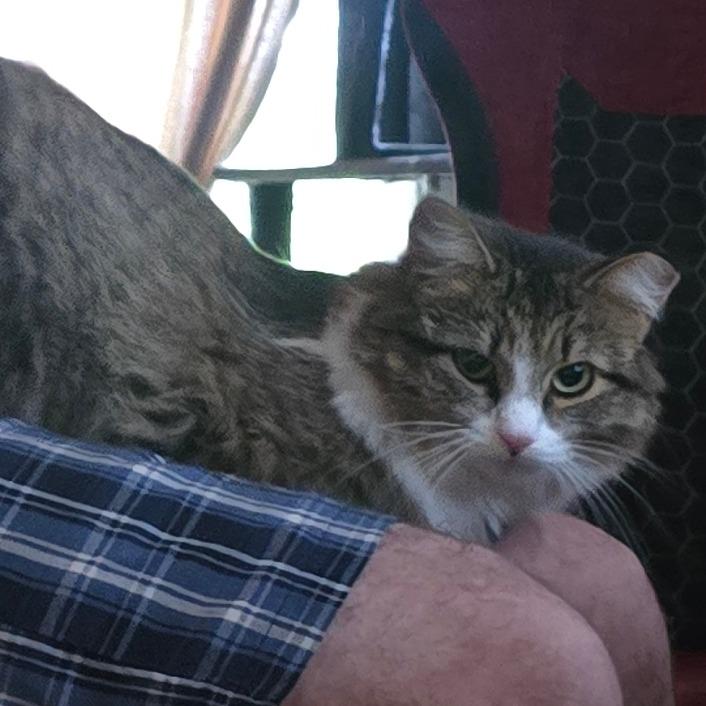 Enlarge Cupcake, a Adoptable Domestic Long Hair in Watertown, NY image 2/3