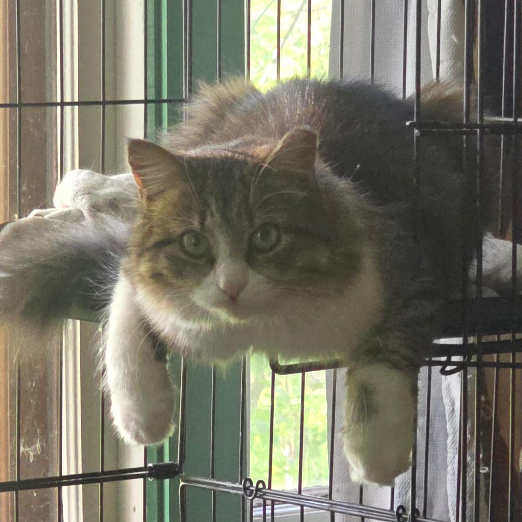 Enlarge Cupcake, a Adoptable Domestic Long Hair in Watertown, NY image 3/3
