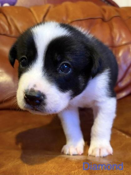 Diamond, Adoptable, Puppy Male Bernese Mountain Dog & Golden Retriever.